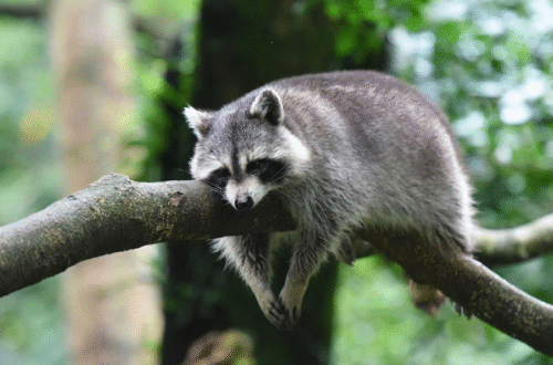 how long do raccoons live