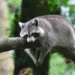 how long do raccoons live