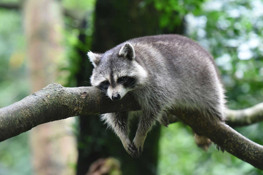 how long do raccoons live